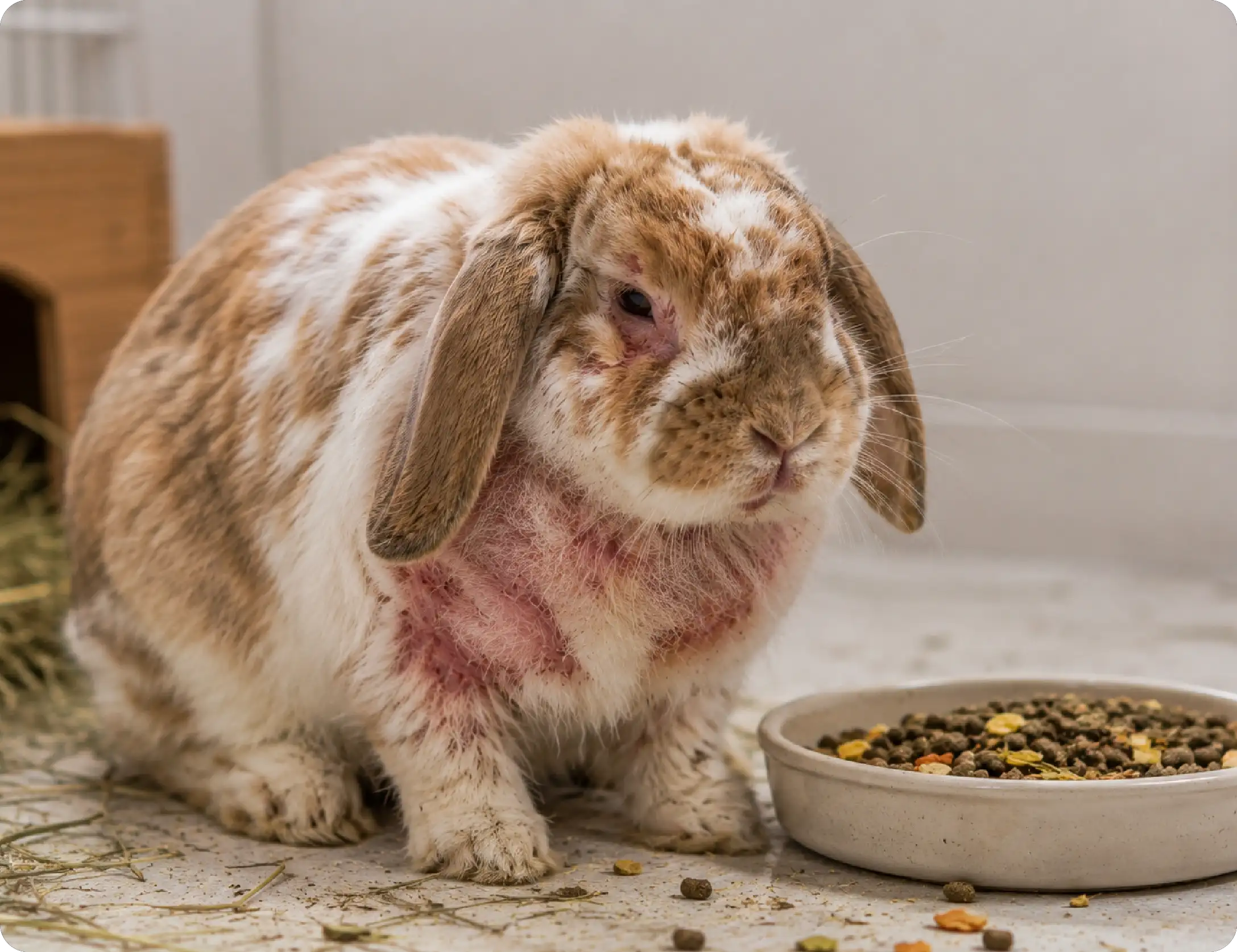 Food Allergies